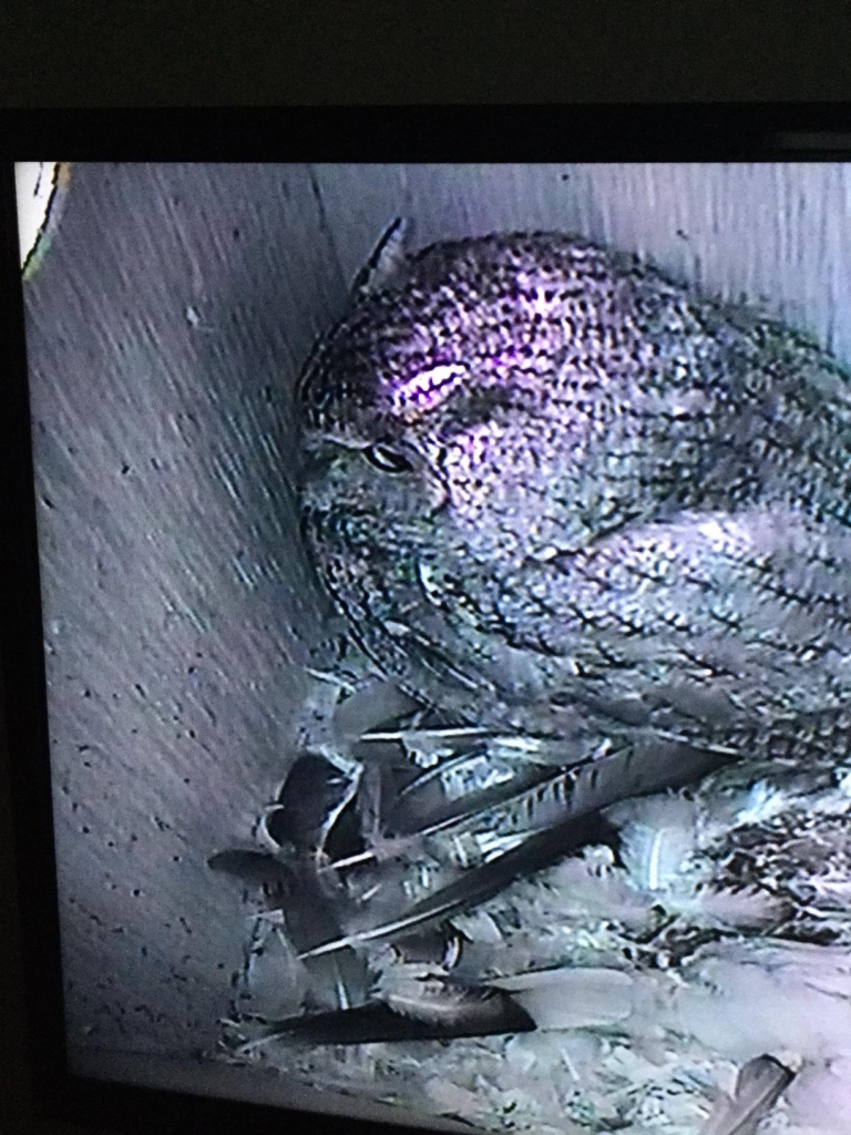 Owl Box 1