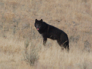 Yellowstone wolf watching