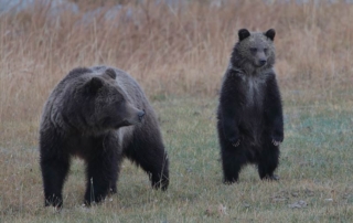 yellowstone information