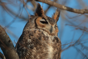 Great Horned owl 1