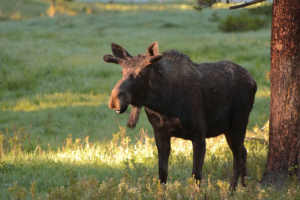 yellowstone moose 1