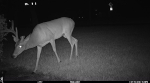 Deer1