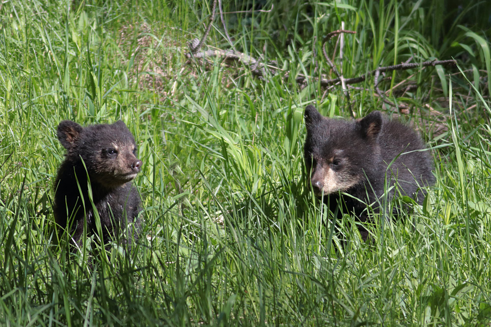 black bear cubs yellowstone