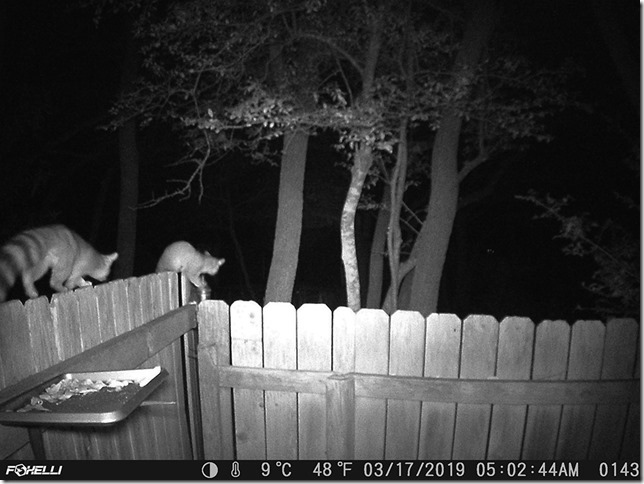 2 Ringtails 2