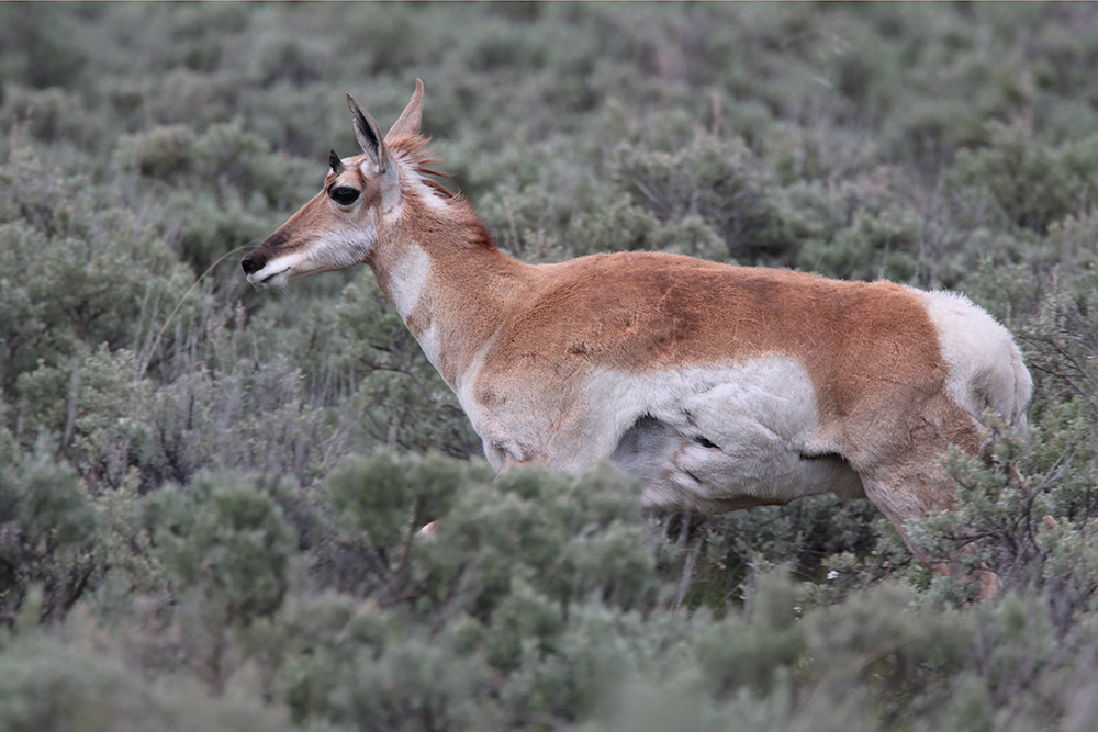 Yellowstone June 2019 bears wolves elk coyotes pronghorn