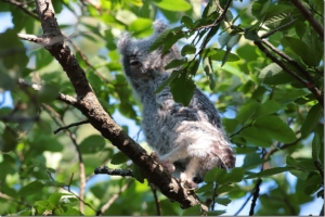 Owlet on branch