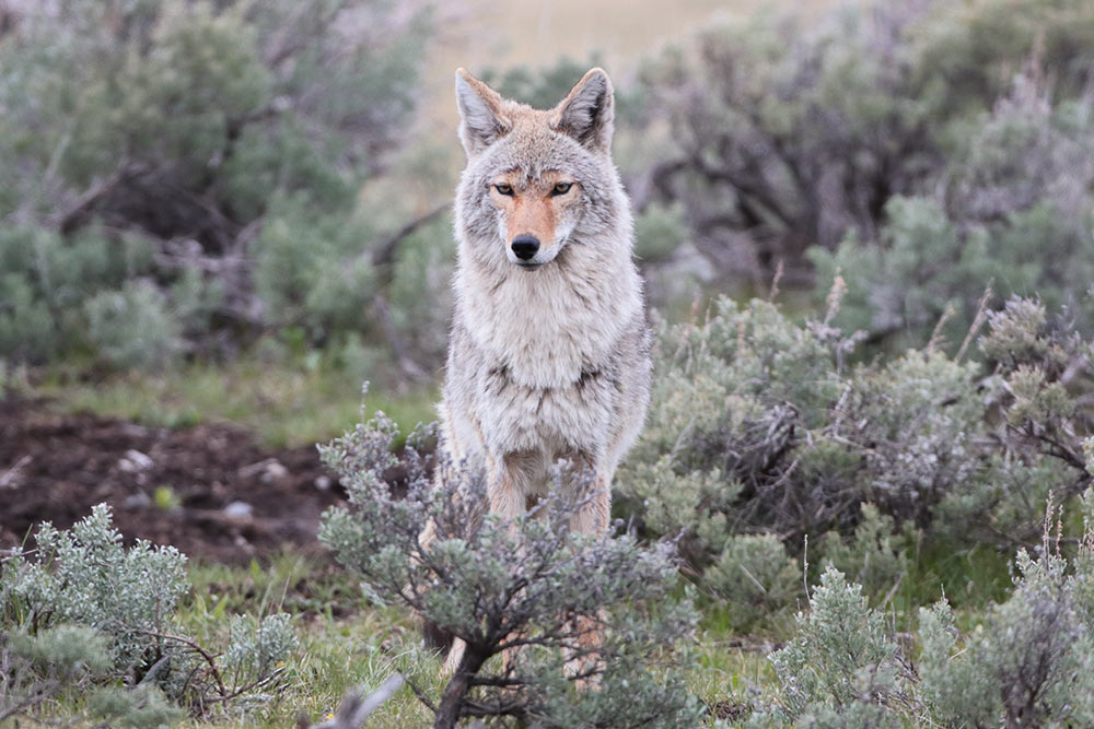 Coyote den mother