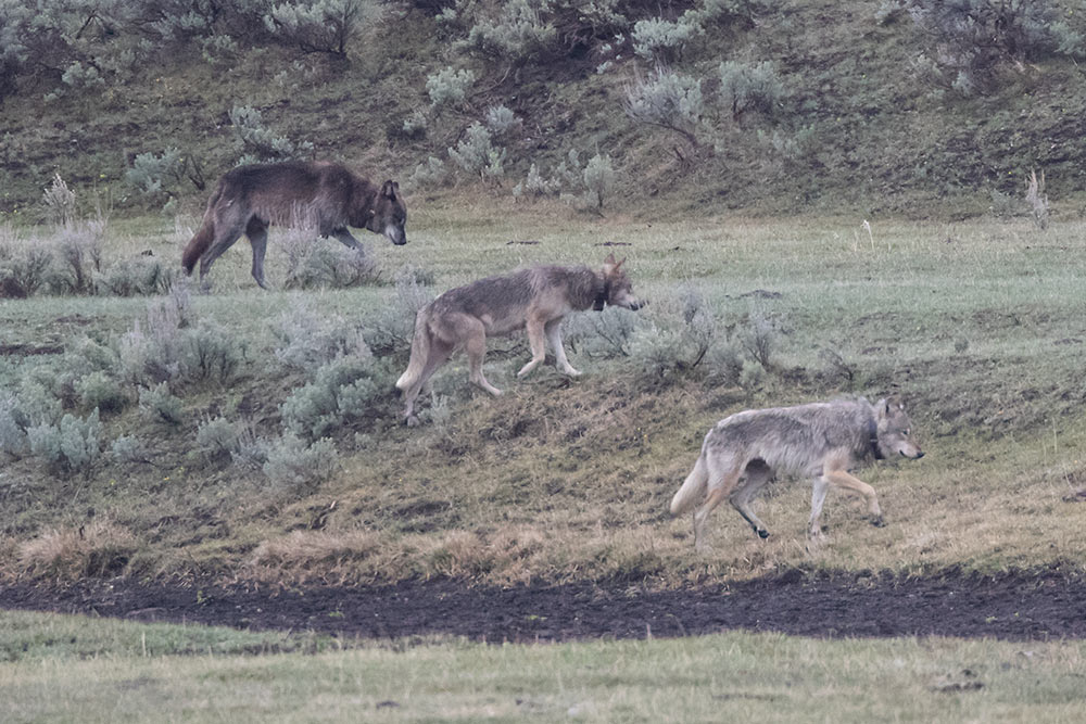 Wolves in Yellowstone