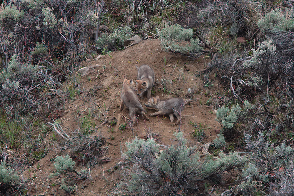 Coyote pups at den