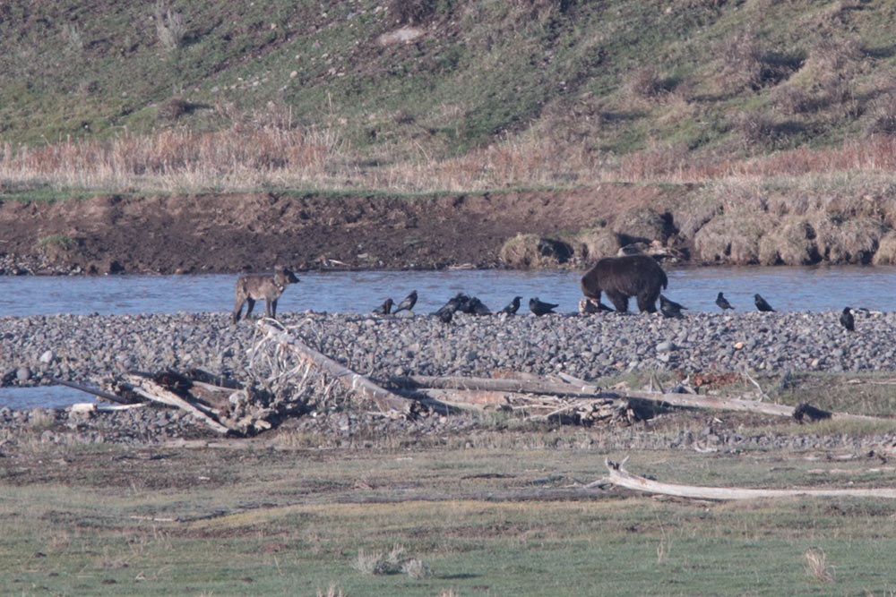 Wolves and Grizzly on carcass Lamar valley