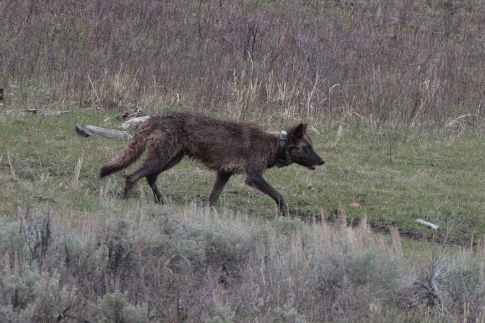 Junction Butte Collared wolf