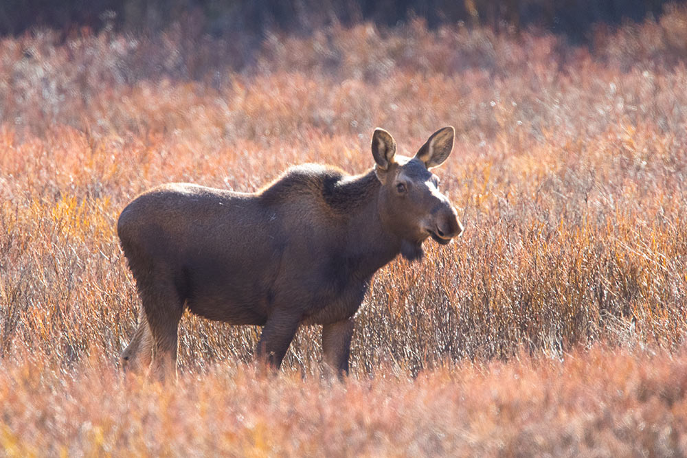 Moose Lower Meadow