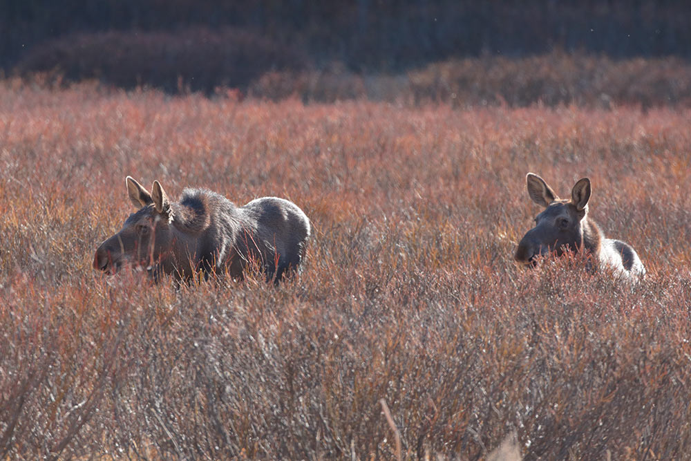 Yearling Moose willows