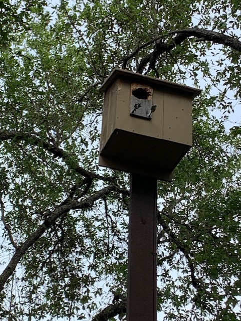 Owl box 3.15.26