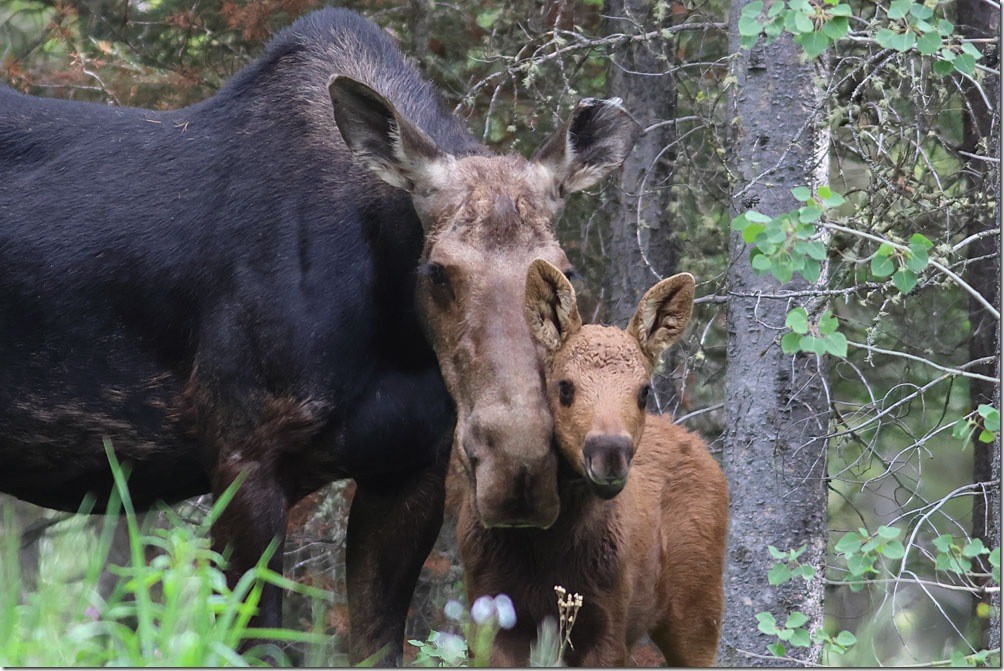 Moose and calf cabin 2